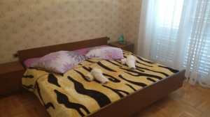 Apartment Angie 6.1: